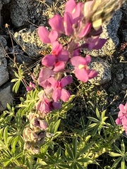 Lupinus arizonicus