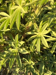 Lupinus arizonicus