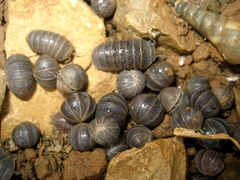 Armadillo officinalis