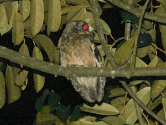 Otus lempiji