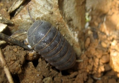 Armadillo officinalis