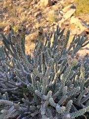Cylindropuntia tesajo