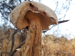 Battarrea phalloides