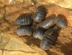 Armadillo officinalis