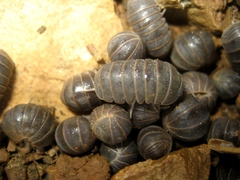 Armadillo officinalis