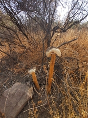 Battarrea phalloides