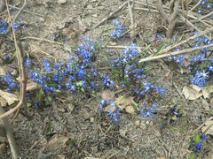 Scilla forbesii