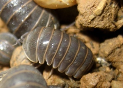 Armadillo officinalis