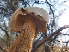 Battarrea phalloides