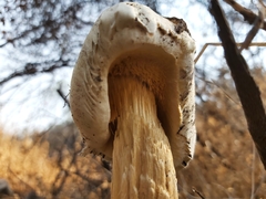 Battarrea phalloides