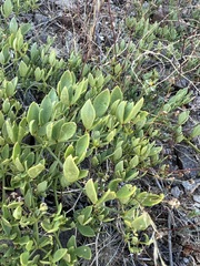 Fagonia pachyacantha