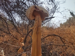 Battarrea phalloides