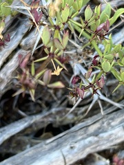 Fagonia pachyacantha