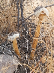 Battarrea phalloides