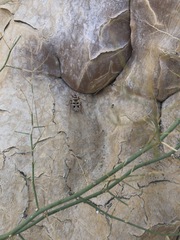 Probergrothius angolensis