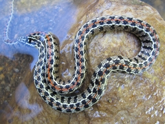 Lygophis anomalus