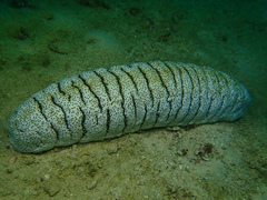 Holothuria fuscopunctata