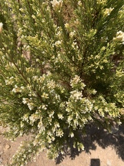 Baccharis linearis