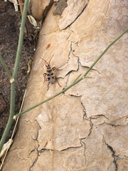 Probergrothius angolensis