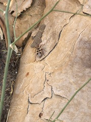 Probergrothius angolensis