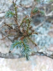 Juniperus squamata