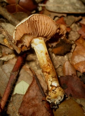 Cortinarius callochrous