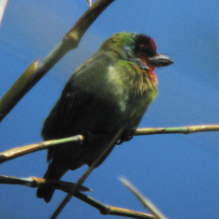 Psilopogon malabaricus