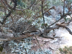 Juniperus squamata