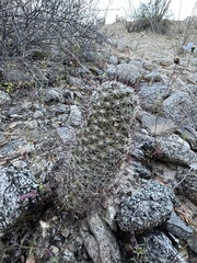 Mammillaria hutchisoniana