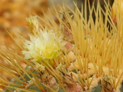 Ferocactus histrix