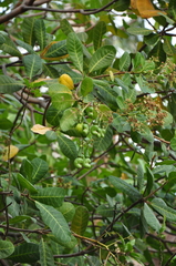 Anacardium occidentale