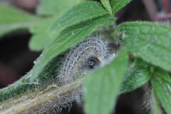Muschampia lavatherae
