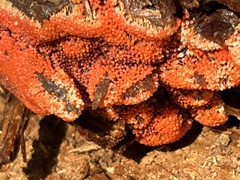 Arcyria ferruginea