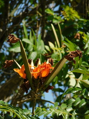 Spathodea campanulata