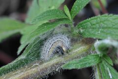 Muschampia lavatherae