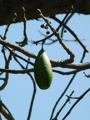 Ceiba speciosa
