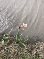 Crinum bulbispermum