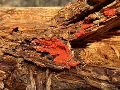 Arcyria ferruginea