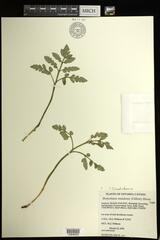 Sceptridium oneidense