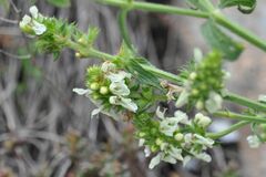 Muschampia lavatherae