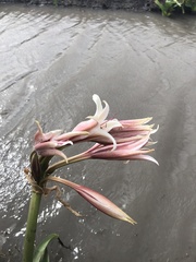 Crinum bulbispermum