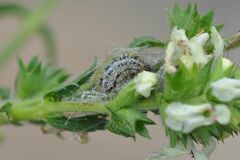 Muschampia lavatherae