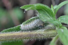 Muschampia lavatherae