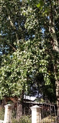 Populus × canescens