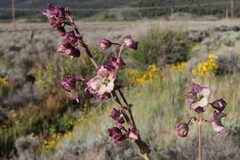 Mirabilis hirsuta