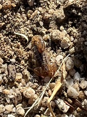 Superstitionia donensis