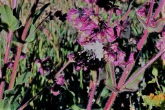 Mirabilis hirsuta