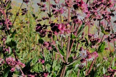 Mirabilis hirsuta