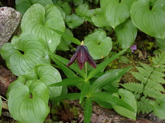 Fritillaria camschatcensis
