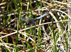 Erythrodiplax connata